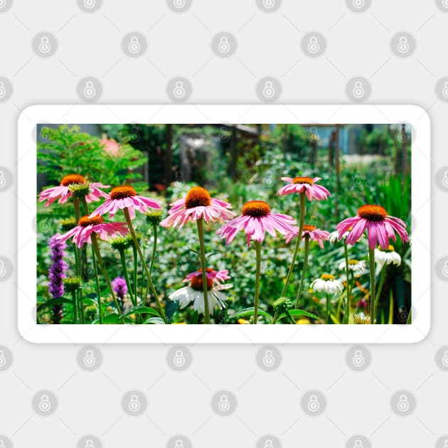 Echinacea Purpurea Sticker by jojobob